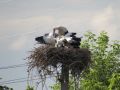 Орнитологи-любители сообщества «Птицы Курска» объявили о начале аистиной переписи «Всероссийская перепись проходит раз в десять лет, но для нас, жителей по-настоящему «аистиного» региона, не будет лишним оценить успешность...