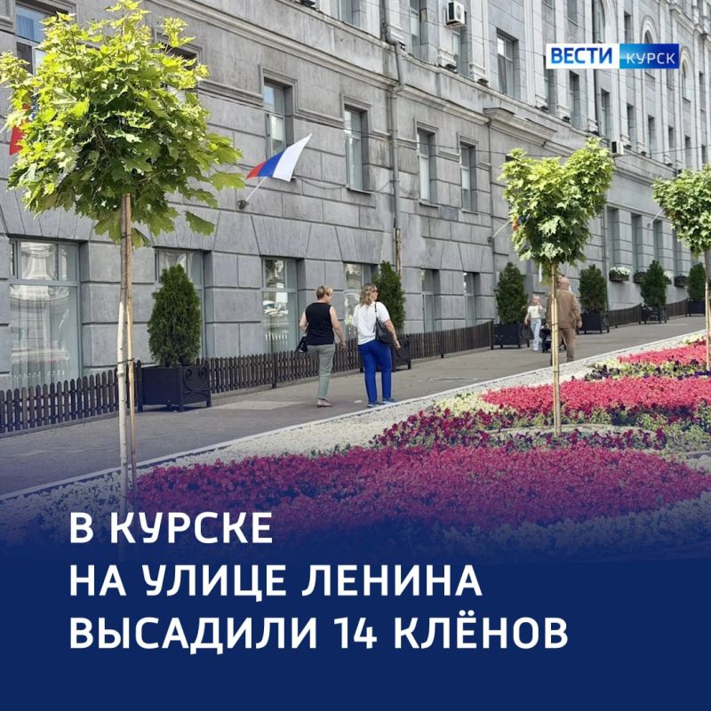 «Там, где клён шумит…». В Курске на улице Ленина специалисты высадили саженцы остролистого клёна