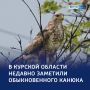 Мастер маскировки и гроза грызунов