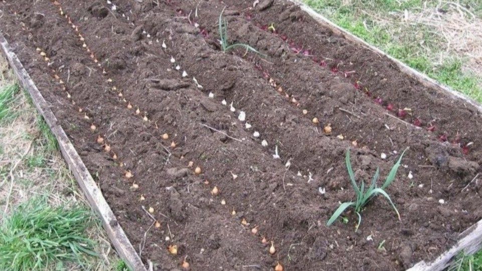 Как добиться отличного урожая лука севка: секреты весенней посадки