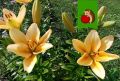 Как продлить цветение лилий: секреты полива и подкормки