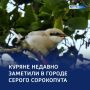 Серый «мясник»: ловкий хищник в небе Курской области