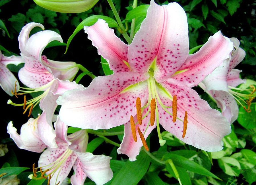 Как продлить жизнь лилий: секреты ухода после цветения