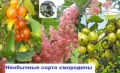 Смородина необычных цветов: розовая, зеленая и золотистая презентуют новые вкусы природы