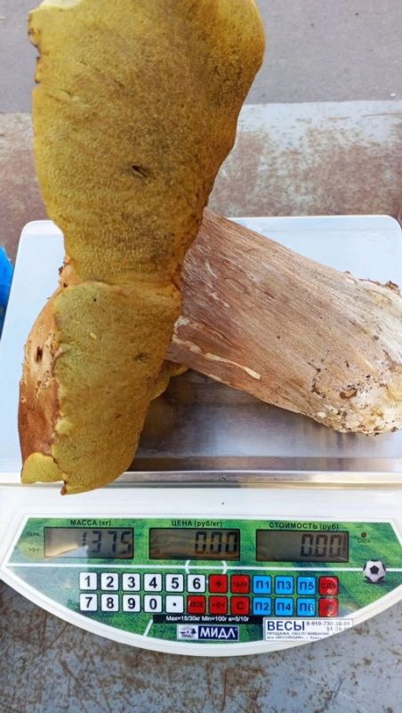 В лесу под Курском нашли грибы-гиганты весом 1,4 килограмма В лесу под Курском нашли грибы-гиганты весом 1,4 килограмма