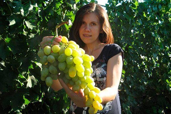 Виноград сорта Валентина: секреты успешного выращивания и борьбы с болезнями