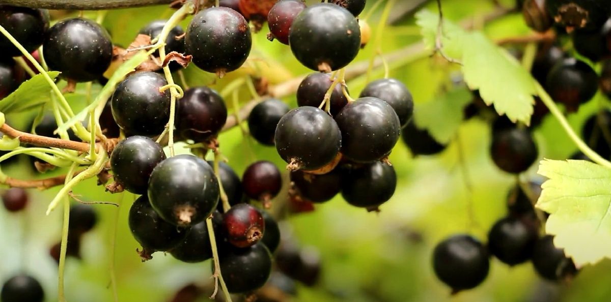 Правильный уход за черной смородиной: секреты успешного урожая