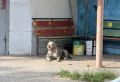 Собака бойцовской породы больше часа не пускала жителей курской многоэтажки домой
