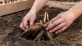 Когда и как сажать георгины: секреты успешной посадки