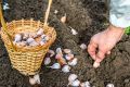 Удобрения для чеснока, которые взвесят ваш урожай
