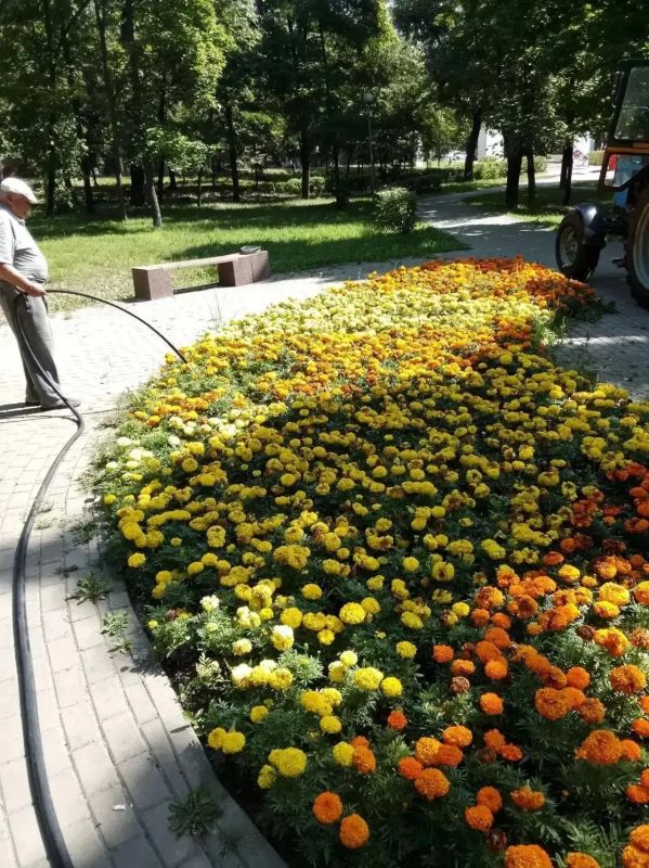 В Курске следят за состоянием зелёных насаждений В Курске следят за состоянием зелёных насаждений
