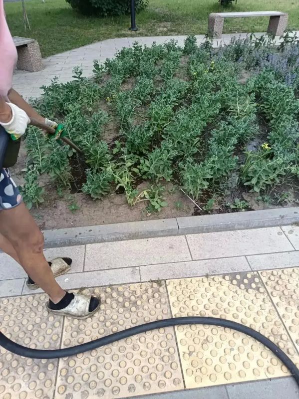 В Курске следят за состоянием зелёных насаждений В Курске следят за состоянием зелёных насаждений