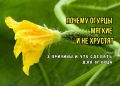 Почему огурцы теряют хруст: неожиданные причины и секреты ухода