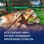 Молочный край: более 173 тысячи тонн молока — за полгода