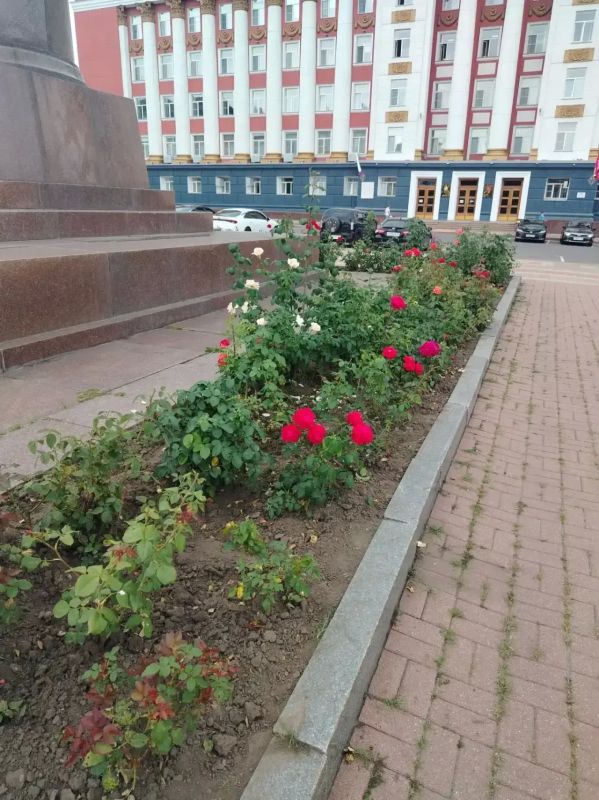 В Курске поливают клумбы с цветами по графику В Курске поливают клумбы с цветами по графику