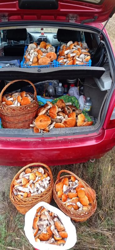 Курские грибники ликуют. В лесах региона сейчас наступила самая благоприятная для грибов пора - тёплая погода с дождями Курские грибники ликуют. В лесах региона сейчас наступила самая благоприятная для грибов пора - тёплая погода с дождями