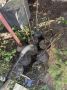 В Курске нашли пропавшие из сквера "Спутник" саженцы театральной сирени