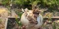 Как правильно определить время уборки лука для успешного хранения