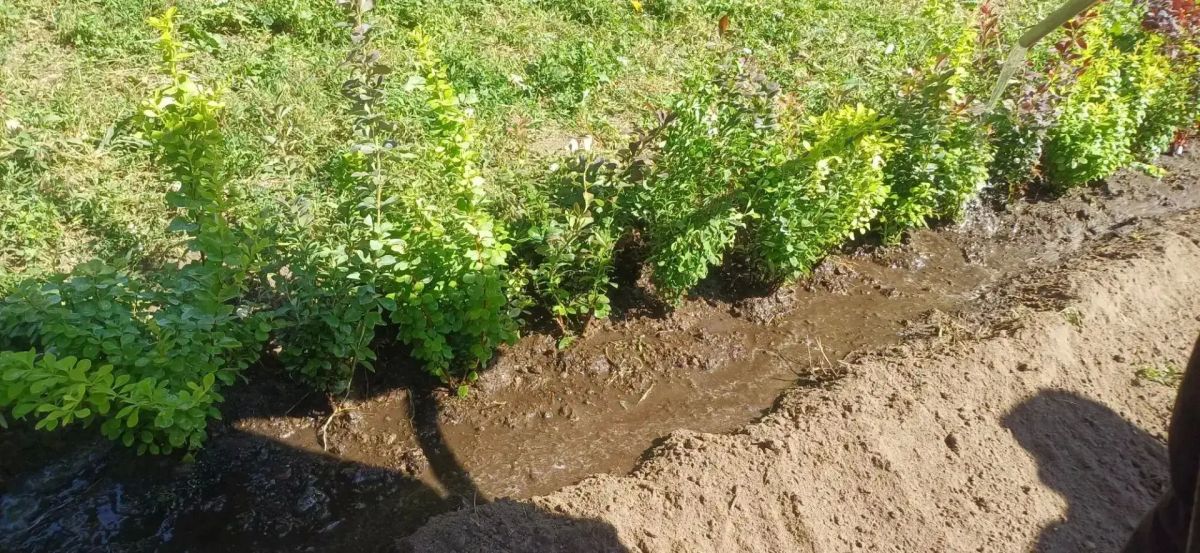 В Курске рассказали об уходе за городскими клумбами В Курске рассказали об уходе за городскими клумбами