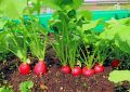 Летний урожай редиса: секреты успешного выращивания
