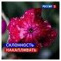 26 ����, �����������. ���� �������� ���������� ���������, � �������� ������� �����