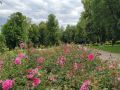 В Курске усилят полив в парках и скверах