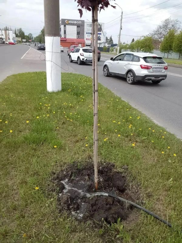 Недавно от жителей областного центра стали поступать жалобы, что на территориях общественных пространств, расположенных на ул. 50 лет Октября и пр-те Ленинского Комсомола, погибают деревья Недавно от жителей областного центра стали поступать жалобы, что на территориях общественных пространств, расположенных на ул. 50 лет Октября и пр-те Ленинского Комсомола, погибают деревья