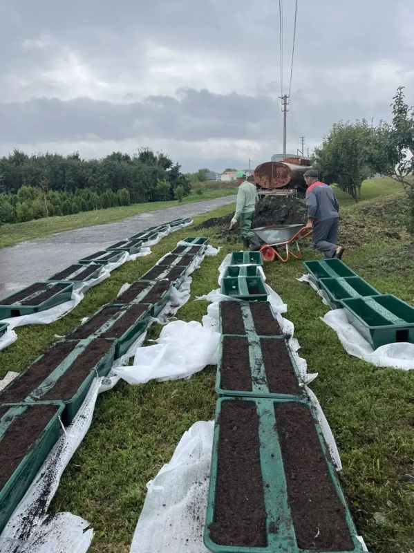 За окном то пасмурно, то дожди, но это не значит, что прекращается работа по озеленению родного Курска За окном то пасмурно, то дожди, но это не значит, что прекращается работа по озеленению родного Курска