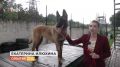 Год назад они учились крепко стоять на четырёх лапах, а сегодня находят пропавших людей и раскрывают кражи
