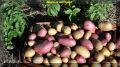 Проверенные советы по увеличению урожая картофеля: раскрываем секреты агрономии