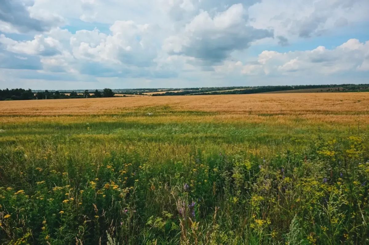 Потепление придет в Курскую область уже завтра Потепление придет в Курскую область уже завтра