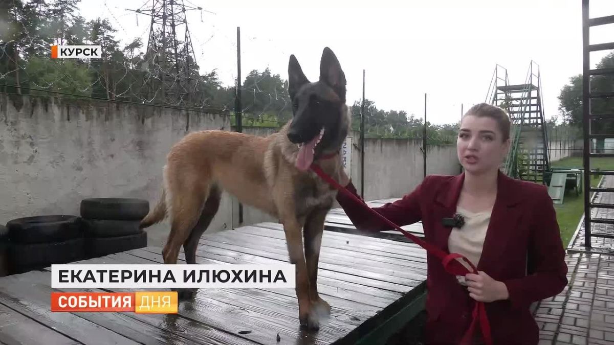 Год назад они учились крепко стоять на четырёх лапах, а сегодня находят пропавших людей и раскрывают кражи