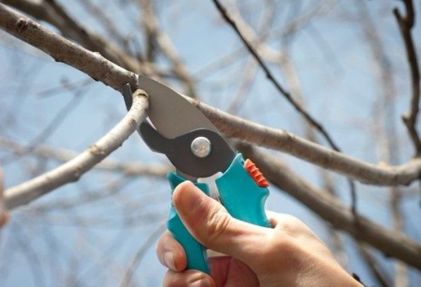 Осенняя обрезка вишни: практическое руководство наглядной схемой