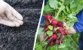 Как правильно сажать редис: советы для богатого урожая