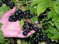 Как дедушкины рецепты возвращаются: смородина и картофельные очистки в саду