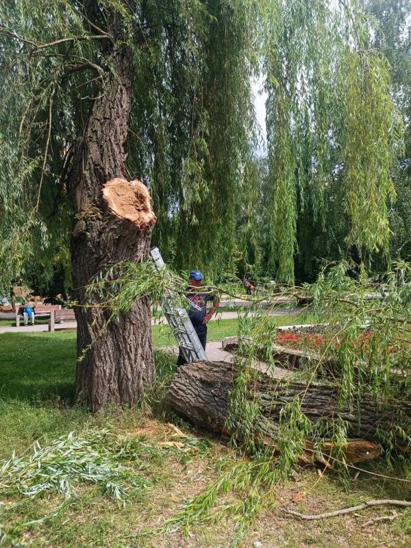 Силами МКУ «Управление по делам ГО и ЧС при администрации города Курска» и специалистами подрядчика за неделю спилено 59 аварийных деревьев Силами МКУ «Управление по делам ГО и ЧС при администрации города Курска» и специалистами подрядчика за неделю спилено 59 аварийных деревьев