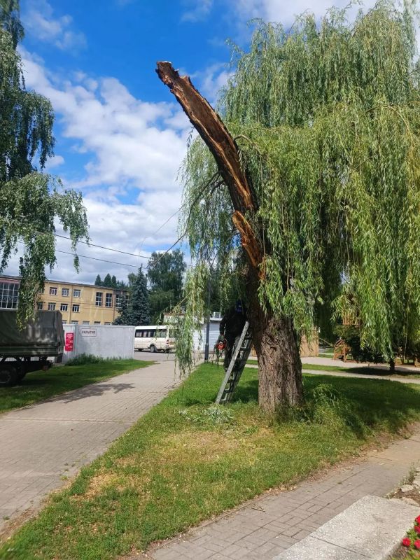 Силами МКУ «Управление по делам ГО и ЧС при администрации города Курска» и специалистами подрядчика за неделю спилено 59 аварийных деревьев Силами МКУ «Управление по делам ГО и ЧС при администрации города Курска» и специалистами подрядчика за неделю спилено 59 аварийных деревьев
