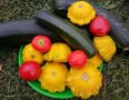 Универсальное удобрение: как один препарат защищает растения от болезней и способствует их росту