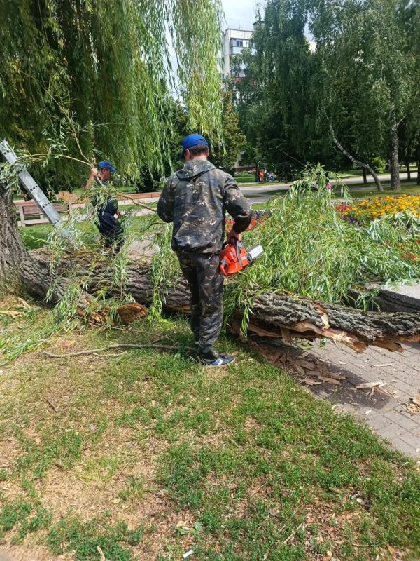 Силами МКУ «Управление по делам ГО и ЧС при администрации города Курска» и специалистами подрядчика за неделю спилено 59 аварийных деревьев Силами МКУ «Управление по делам ГО и ЧС при администрации города Курска» и специалистами подрядчика за неделю спилено 59 аварийных деревьев
