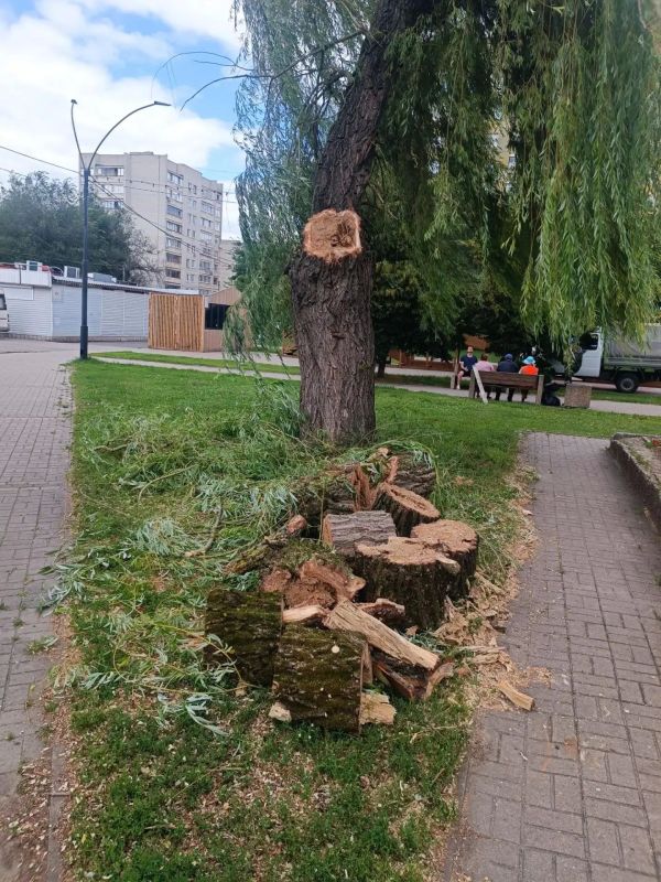 Силами МКУ «Управление по делам ГО и ЧС при администрации города Курска» и специалистами подрядчика за неделю спилено 59 аварийных деревьев Силами МКУ «Управление по делам ГО и ЧС при администрации города Курска» и специалистами подрядчика за неделю спилено 59 аварийных деревьев