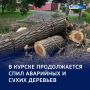 Безопасные улицы: в Курске срубили более тысячи аварийных деревьев