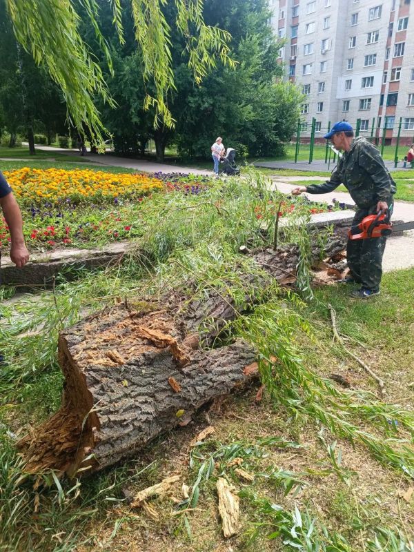 Силами МКУ «Управление по делам ГО и ЧС при администрации города Курска» и специалистами подрядчика за неделю спилено 59 аварийных деревьев Силами МКУ «Управление по делам ГО и ЧС при администрации города Курска» и специалистами подрядчика за неделю спилено 59 аварийных деревьев