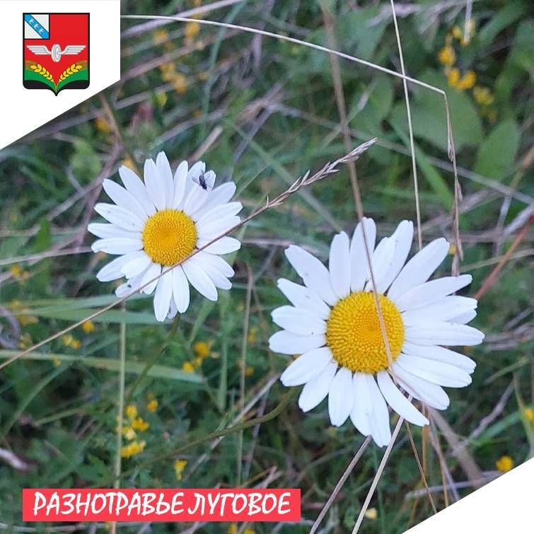 Разнотравье луговое,. Неприметные цветы