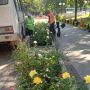 В курском парке Пионеров высадили 81 куст розы