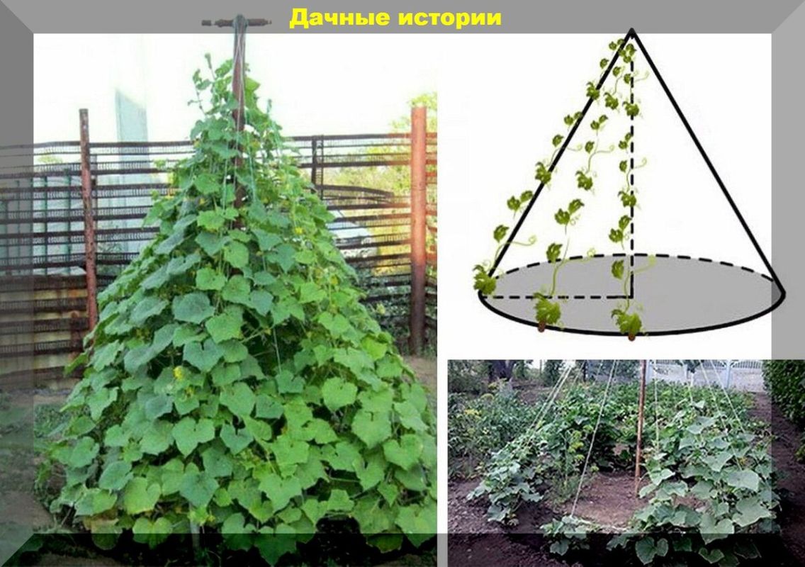 Ошибки в уходе за огурцами: советы опытных садоводов