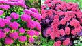 ���������������� �������� ��� ��������� ��������