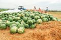 День арбуза отмечаем сегодня