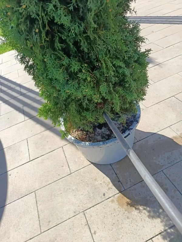 Курск превращается в город цветов Курск превращается в город цветов