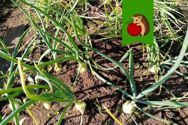 Когда именно убирать лук с грядки: советы для садоводов