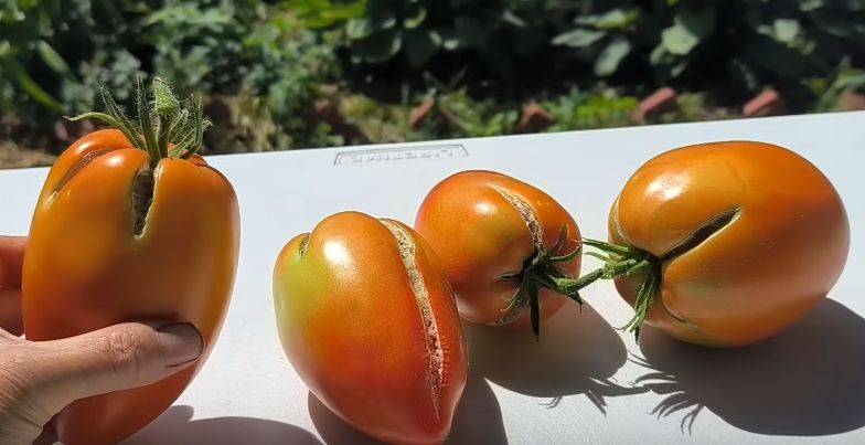 Как капельный полив помог спасти кукурузу: секреты успешного роста в жару